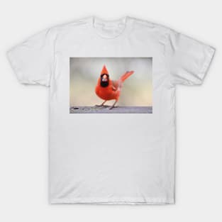 Cardinal T-Shirt